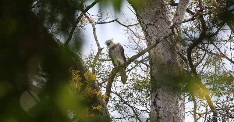 Áreas vitais para a preservação sofrem com a falta de lei, aponta análise da InfoAmazonia sobre os anos de 2023 a 2025.