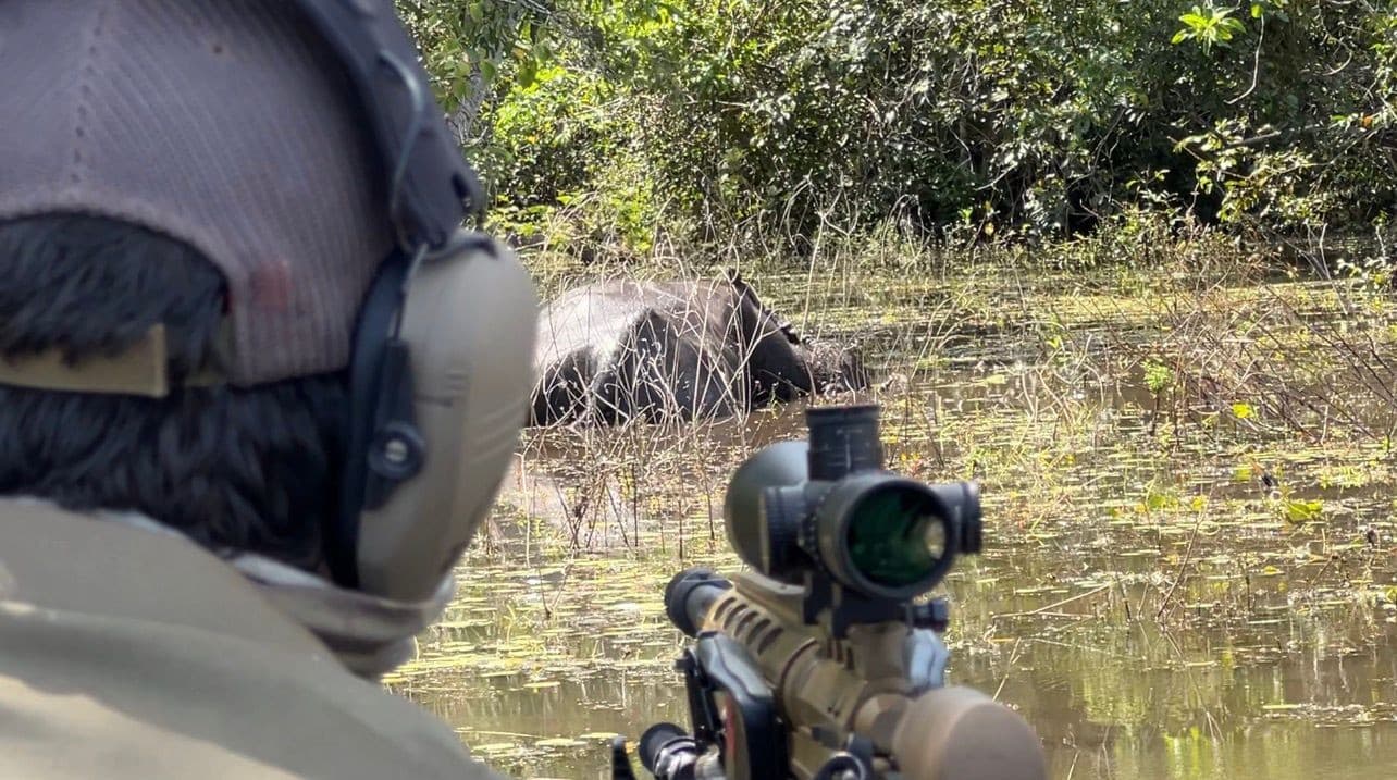 Operação de controle de búfalos em área alagada em Rondônia.