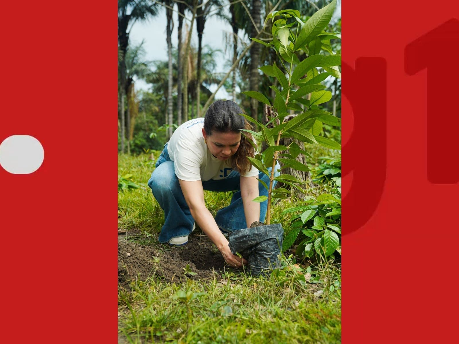 Mudas plantadas em canteiro central em Rio Branco