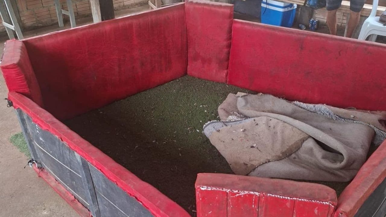 Galgos apreendidos pela Polícia Civil em sítio em Maués.