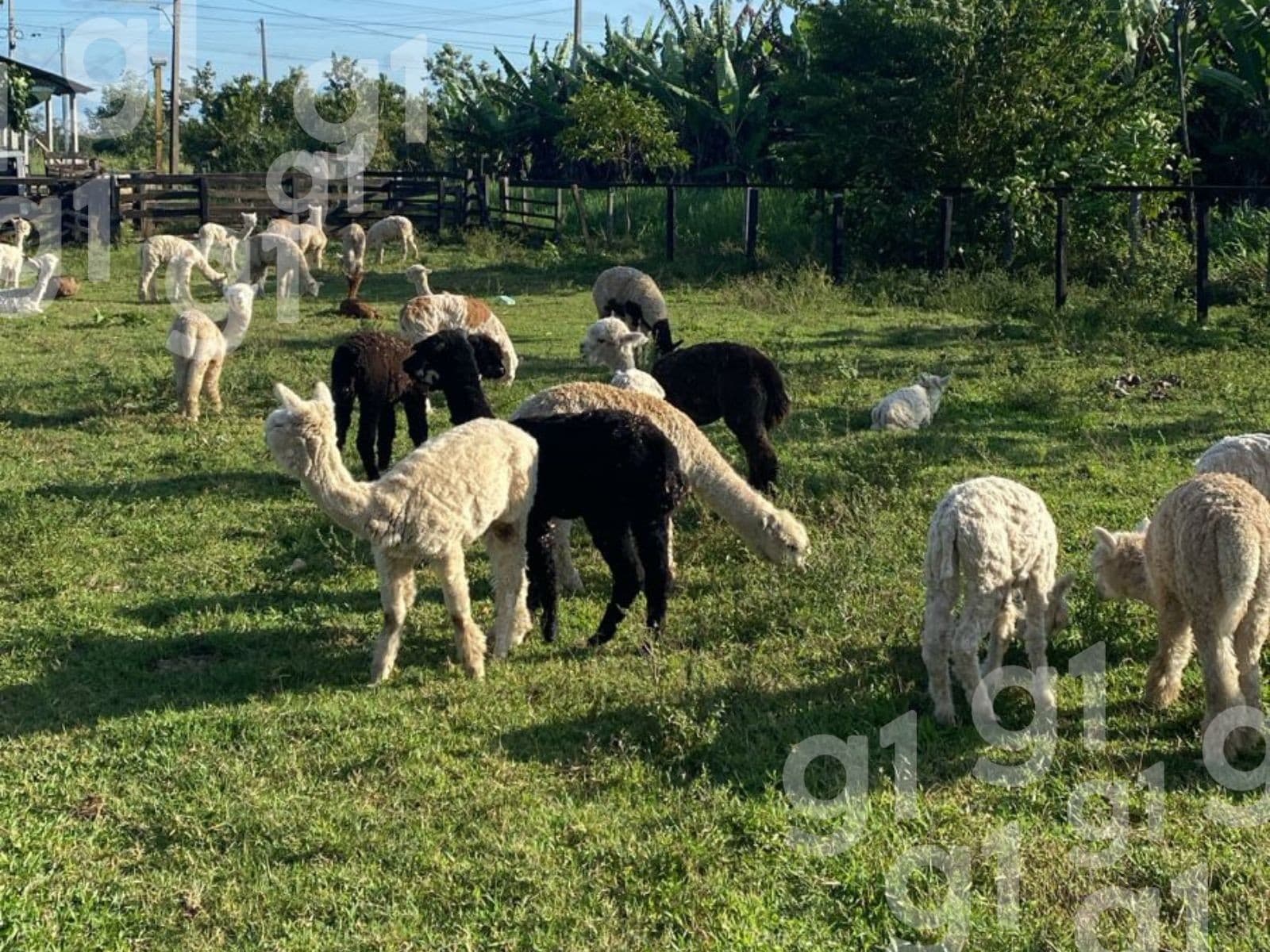 Lhamas alimentam-se em curral coberto na zona rural de Porto Acre, no Acre.