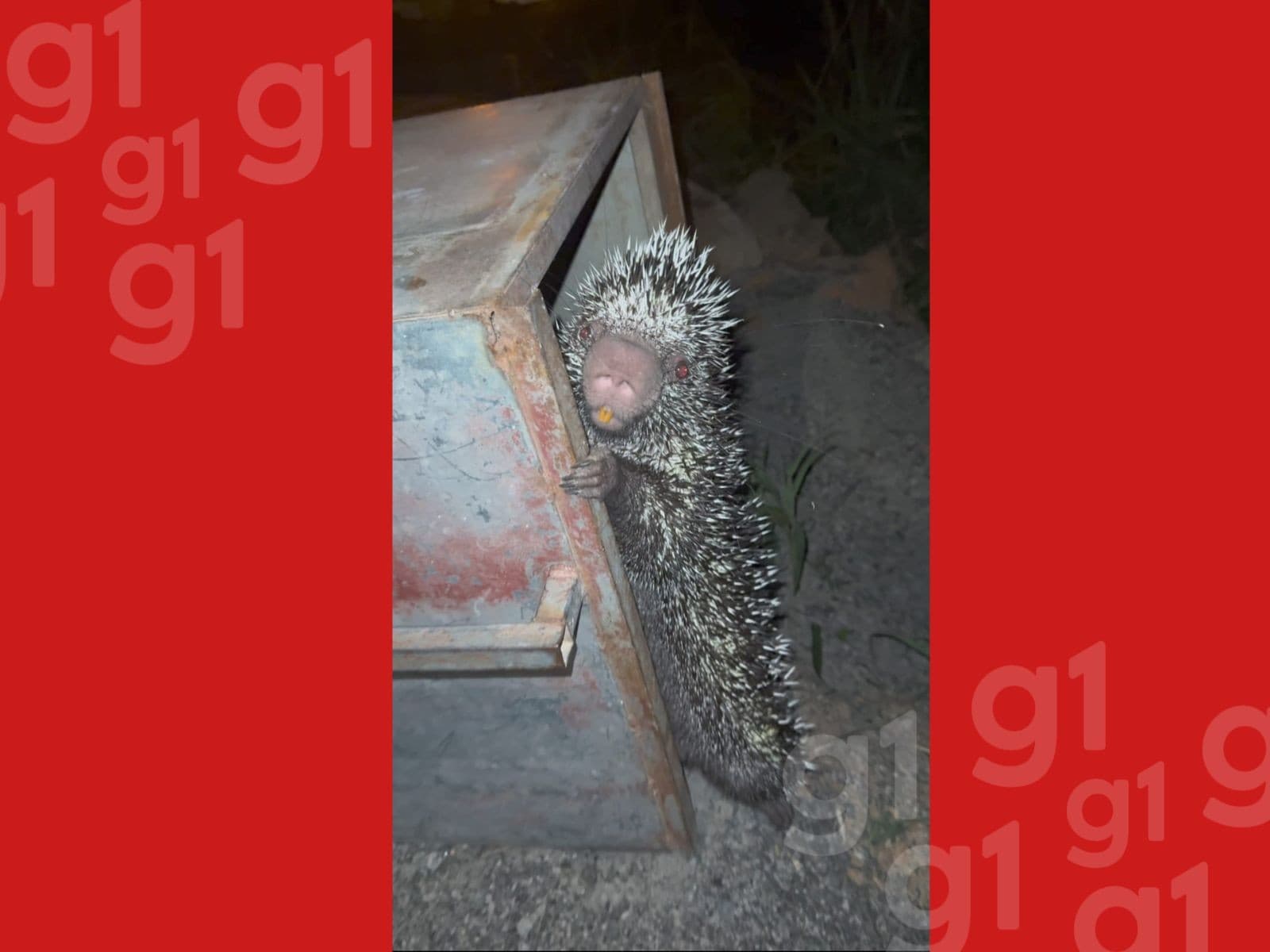 Porco-espinho fica no topo de um muro de alvenaria à noite.