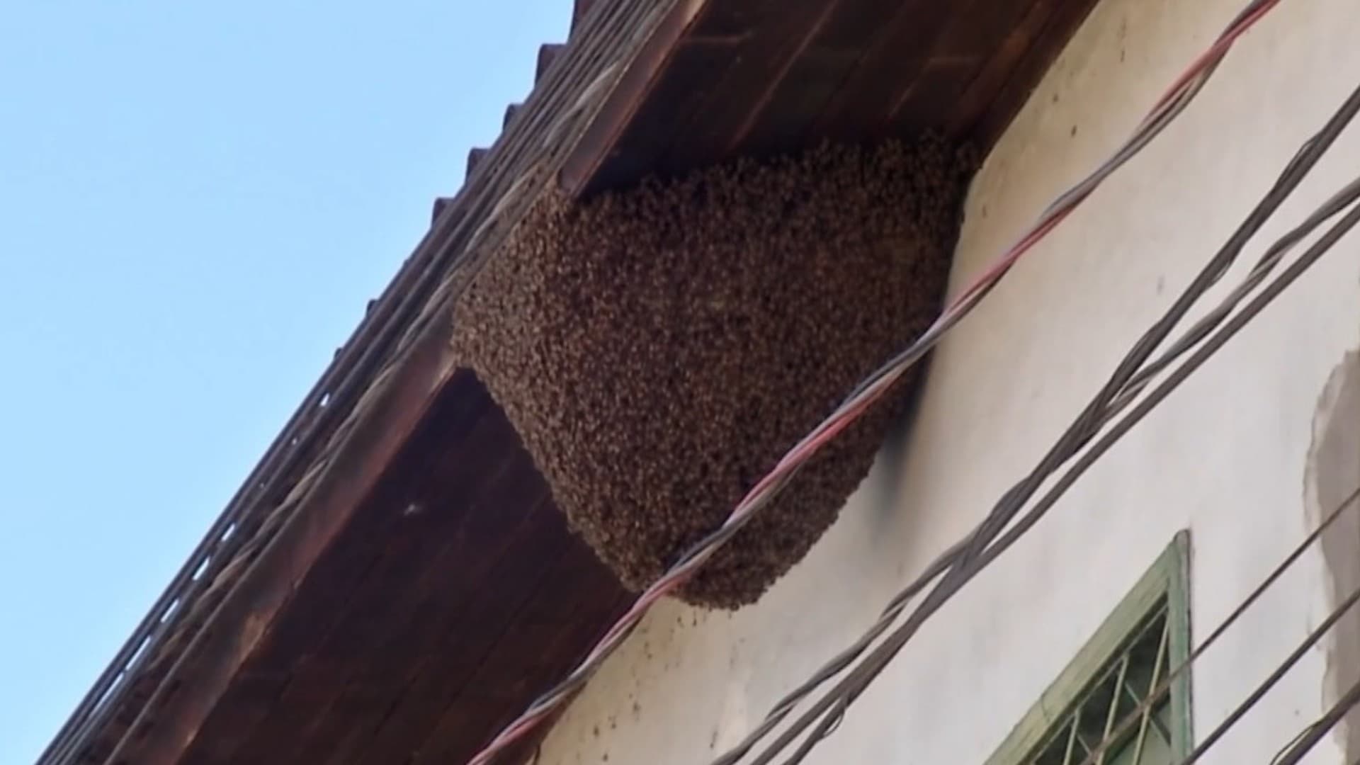 Enxame de abelhas em telhado de residência na Passagem São Jorge, Bairro da Condor, em Belém.