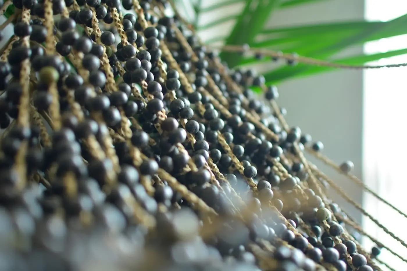 Robô colhendo cacho de açaí no topo de palmeira.
