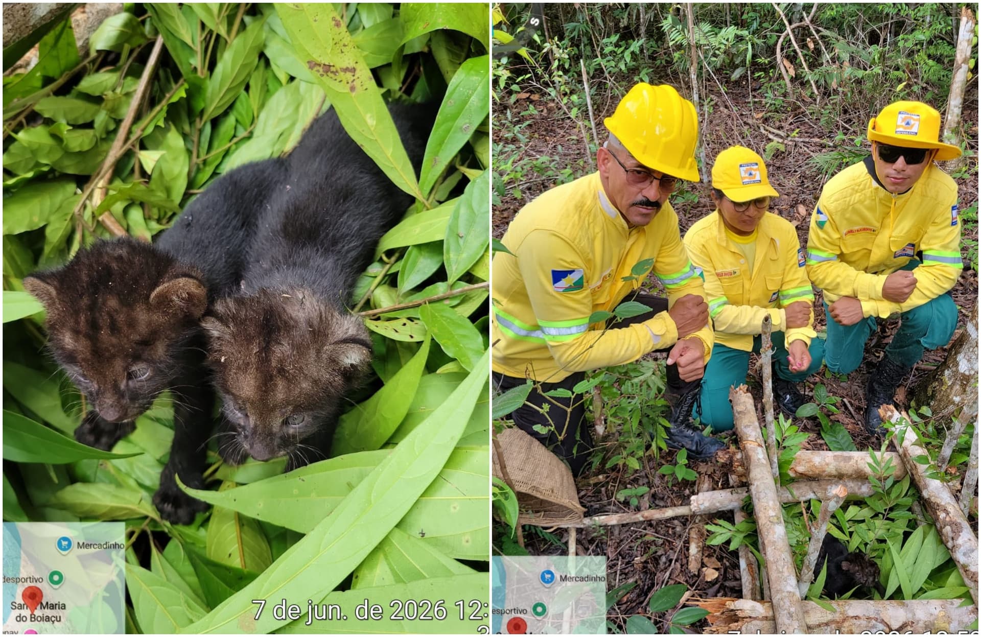 Dois filhotes de felino escuro na beira de uma lagoa na mata de Roraima.