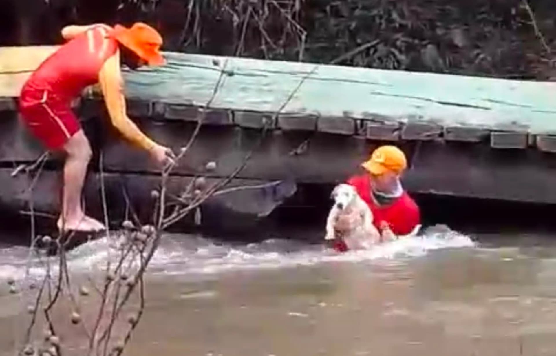 Bombeiros seguram cachorro molhado na margem de rio cheio em Roraima.