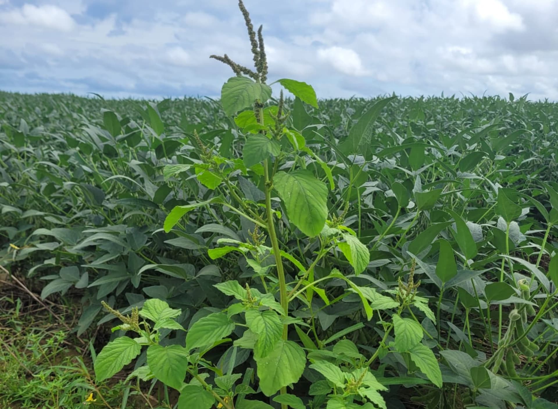 Planta invasora ameaça lavoura de grãos em Roraima