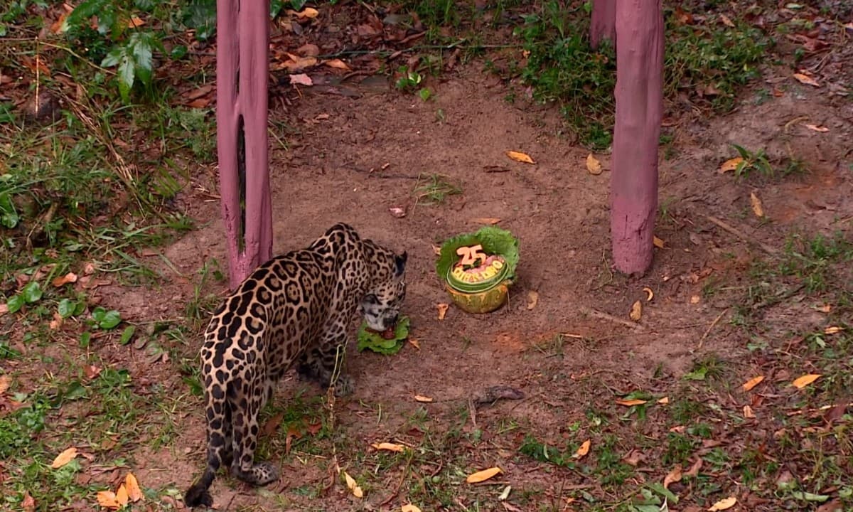 Onça-pintada idosa consome carne em recinto do Zoológico do CIGS em Manaus.