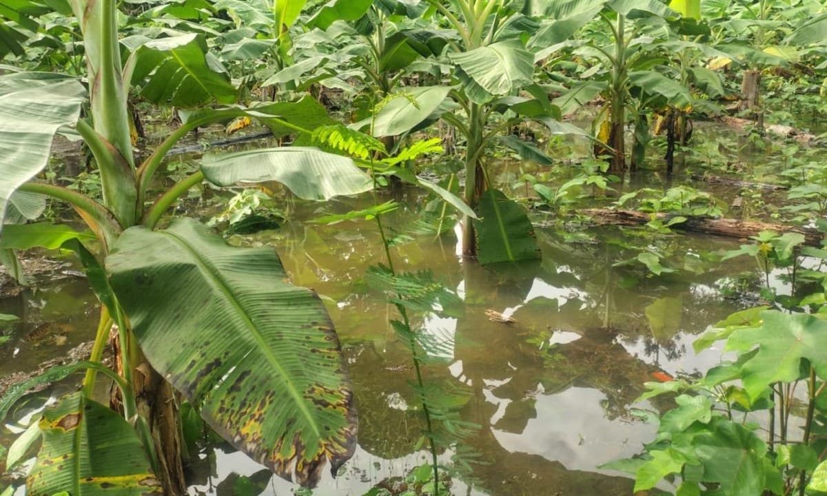 Casas e área de floresta inundadas pelas águas barrentas do rio na comunidade indígena.
