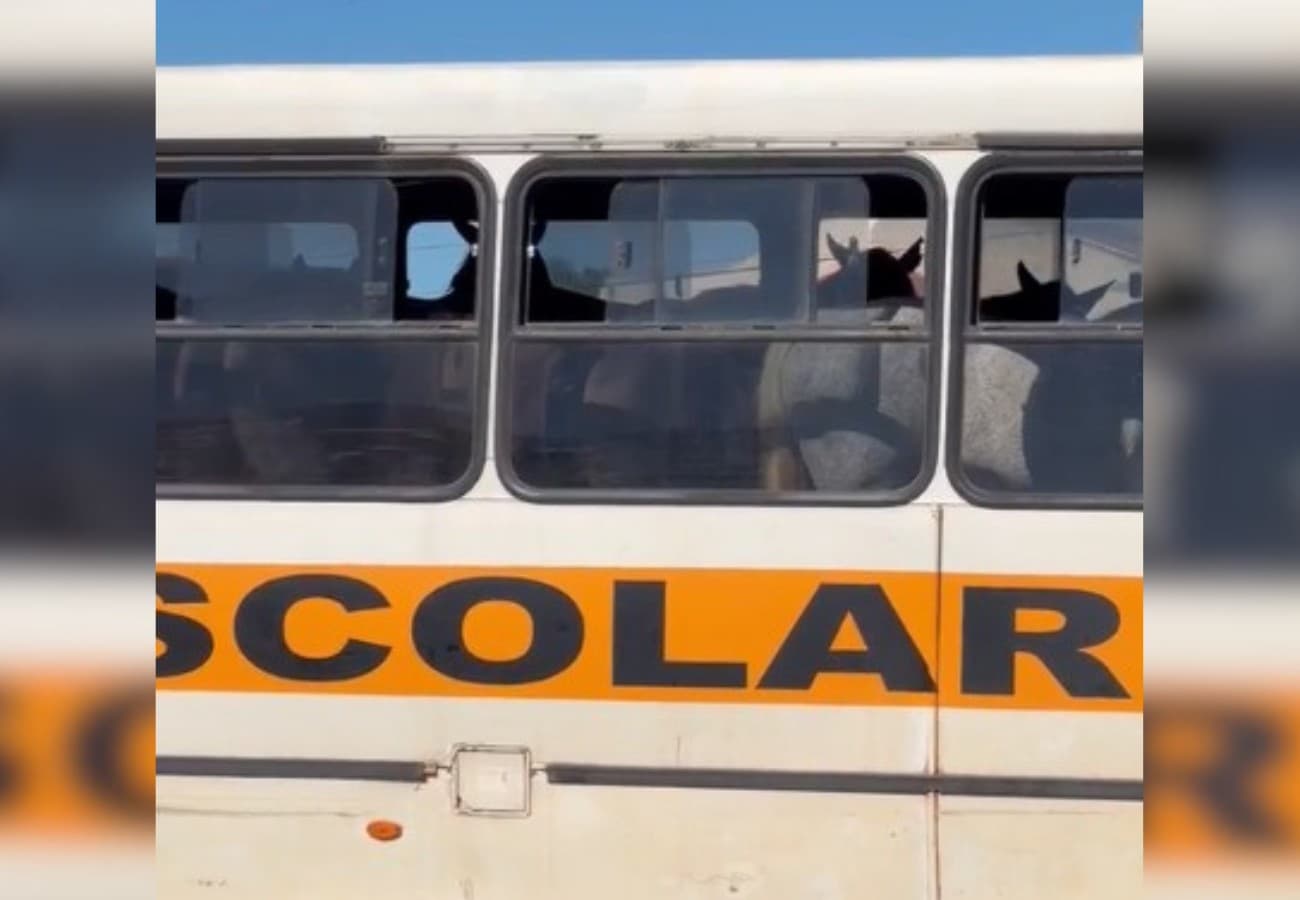 Vídeo capturado por morador mostra cavalos dentro de ônibus com pintura de transporte escolar.